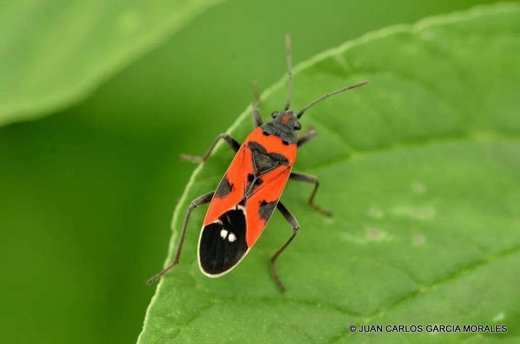 Lygaeus reclivatus - photo 3