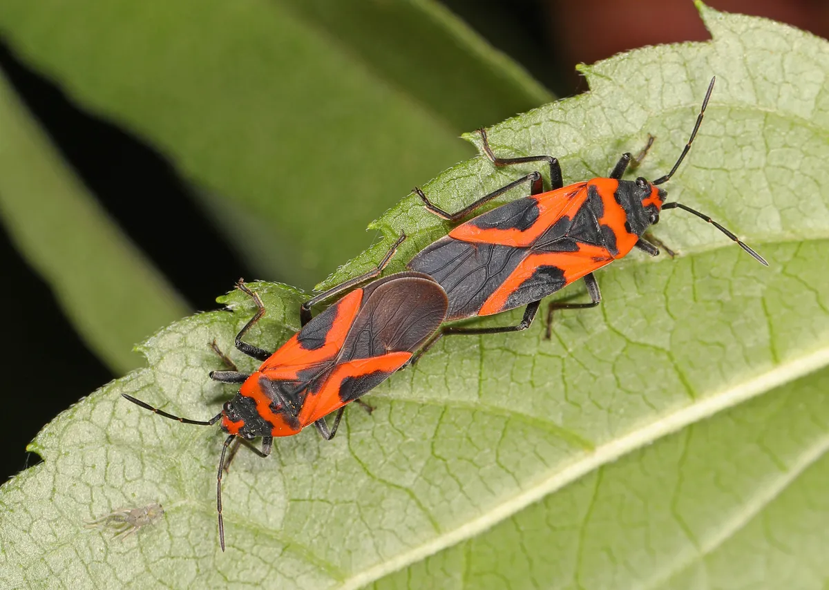 False Milkweed Bug - photo 2