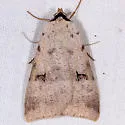 Lygephila victoria - Hodges#8563