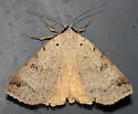 Lygephila victoria - Hodges#8563 - photo 2