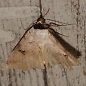 Lygephila victoria - Hodges#8563 - photo 3