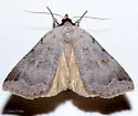 Lygephila victoria - Hodges#8563 - photo 4