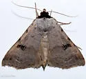 Lygephila victoria - Hodges#8563 - photo 5