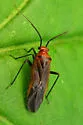 Lygidea mendax