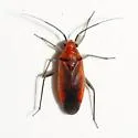 Lygidea mendax - photo 2