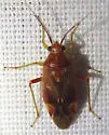 Lygidea salicis - photo 2