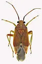 Lygidea salicis - photo 3