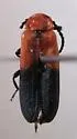 Lygistopterus dimidiatus