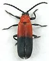 Lygistopterus dimidiatus - photo 2