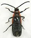 Lygistopterus dimidiatus - photo 3