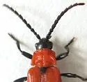Lygistopterus dimidiatus - photo 4