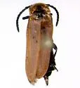 Lygistopterus fervens