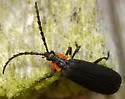 Lygistopterus perfacetus