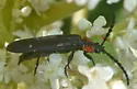 Lygistopterus perfacetus - photo 3