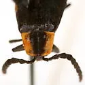 Lygistopterus perfacetus - photo 4