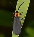 Lygistopterus perfacetus - photo 5