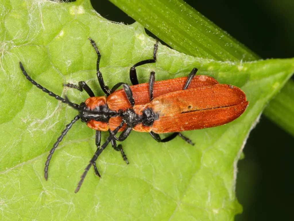 Lygistopterus sanguineus - photo 2