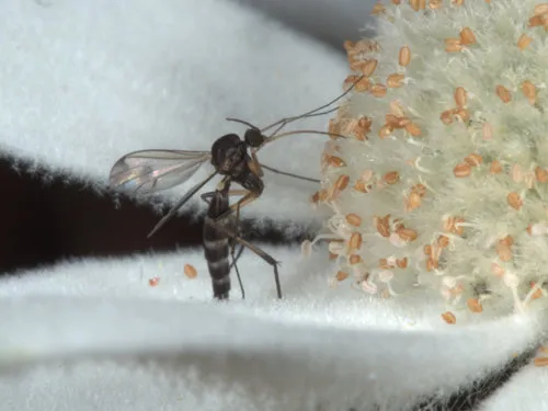Lygistorrhina insignis