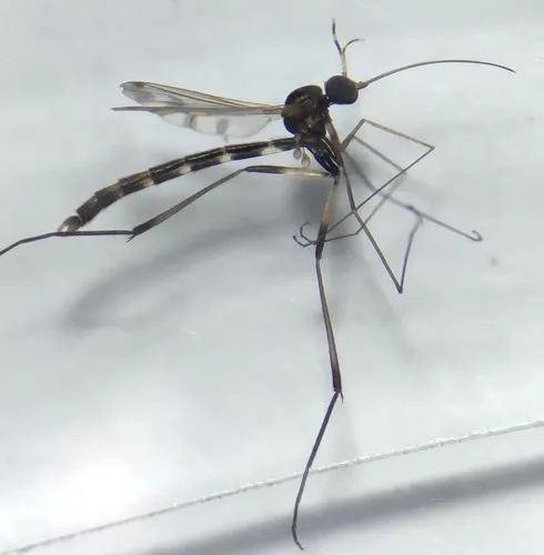 Lygistorrhina pictipennis