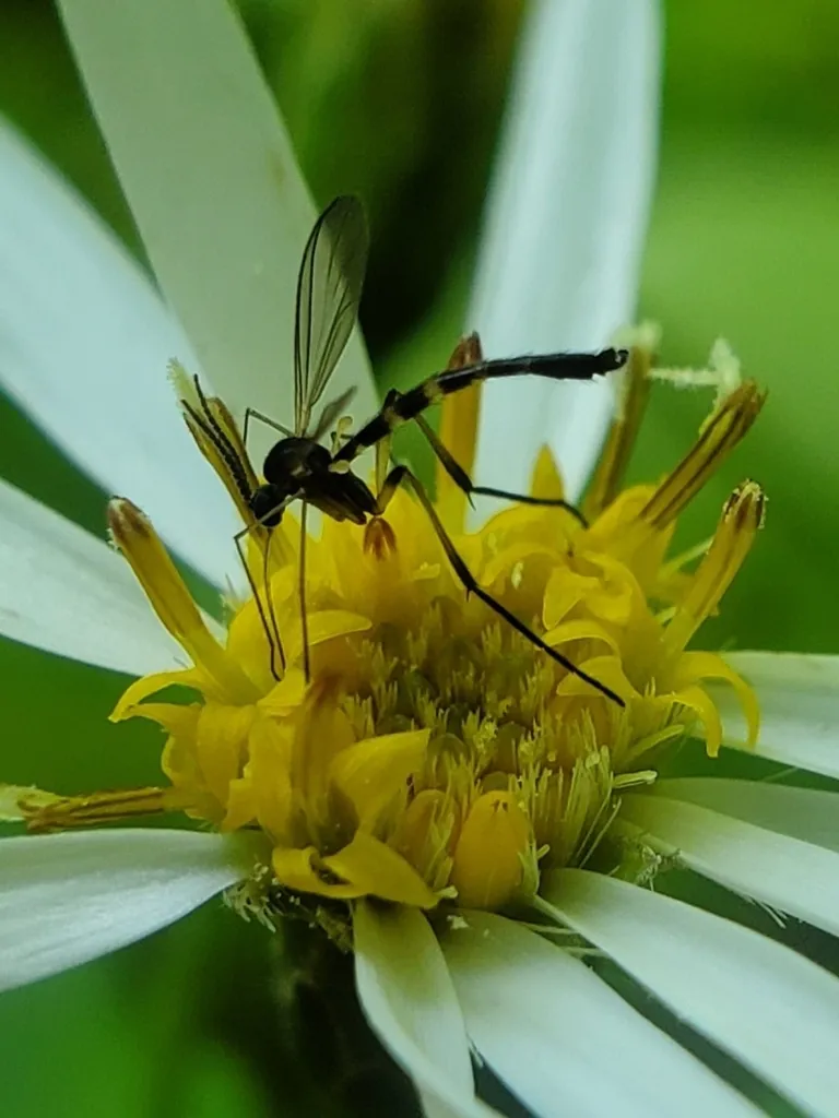 Lygistorrhina sanctaecatharinae - photo 2