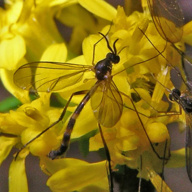 Long-beaked fungus gnats - photo 2