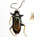 Lygistus streptophallus