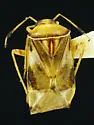 Lygocoris deraeocorides - Lygocoris deraeocorides