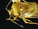 Lygocoris deraeocorides - photo 4