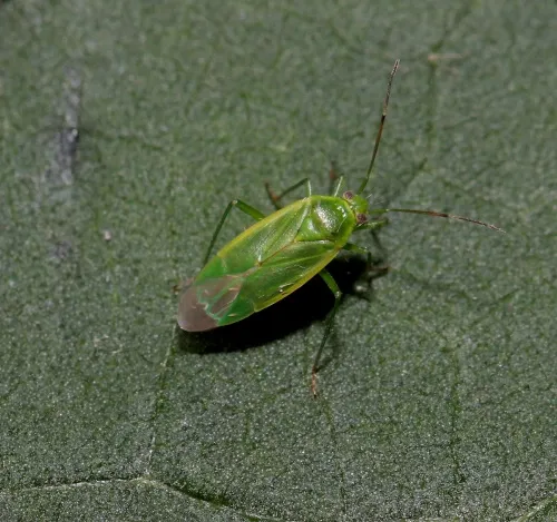 Lygocoris rugicollis