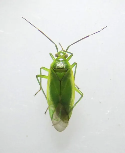Lygocoris rugicollis - photo 2