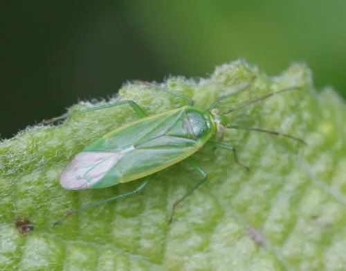 Lygocoris rugicollis - photo 3