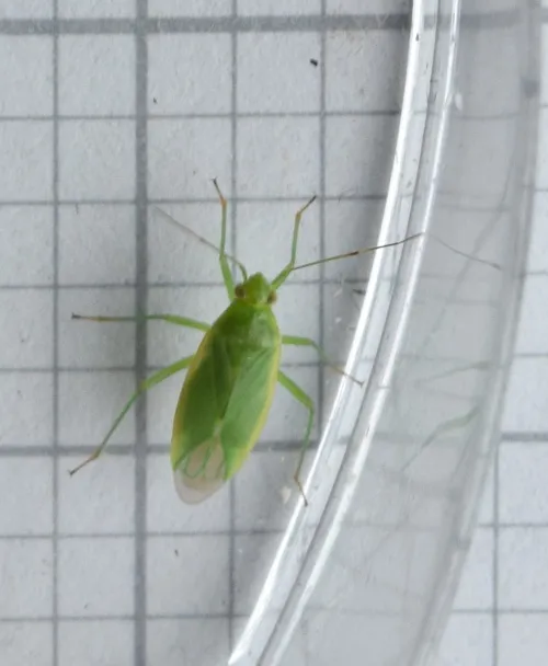 Lygocoris rugicollis - photo 4