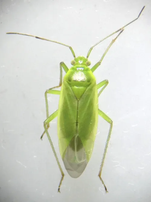 Lygocoris rugicollis - photo 6