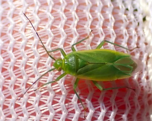 Lygocoris rugicollis - photo 8