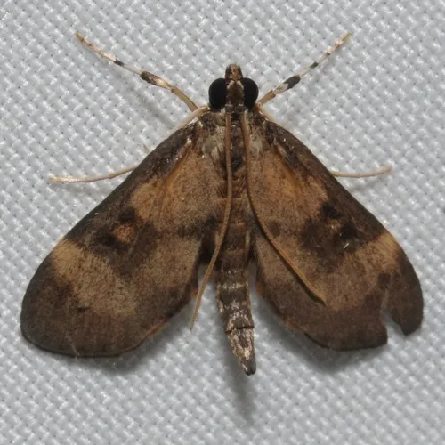 Lygropia fusalis - Hodges#5192