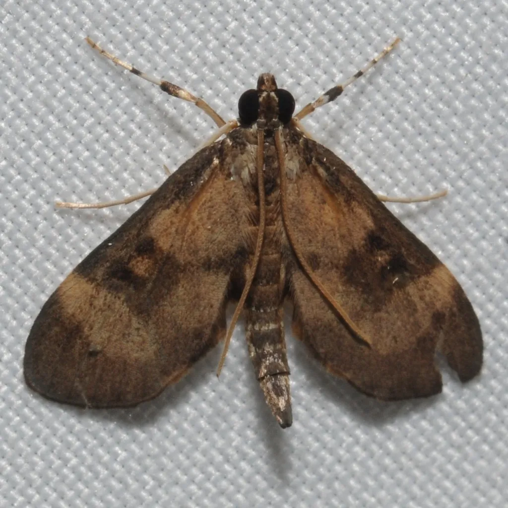 Lygropia fusalis - Hodges#5192 - photo 2
