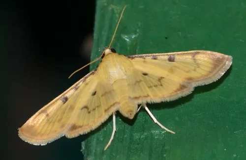 Lygropia plumbicostalis - Hodges#5249