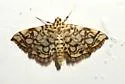 Bog Lygropia - Hodges#5250 - photo 2