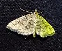 Bog Lygropia - Hodges#5250 - photo 3