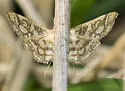 Bog Lygropia - Hodges#5250 - photo 4