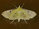 Sweetpotato leafroller - Hodges#5248 - photo 2