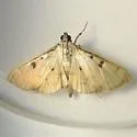 Sweetpotato leafroller - Hodges#5248 - photo 3
