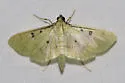 Sweetpotato leafroller - Hodges#5248 - photo 4