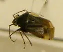 Lygus abroniae