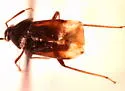 Lygus abroniae - photo 2