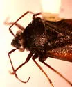 Lygus abroniae - photo 4