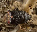 Lygus abroniae - photo 5