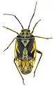 Lygus atriflavus - photo 4