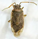 Lygus bradleyi