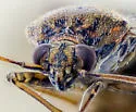 Lygus bradleyi - photo 2